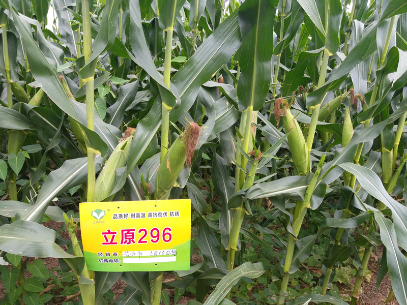 立原296
